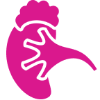 Adrenal gland
