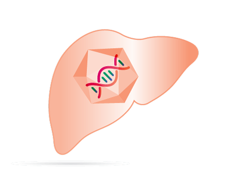 AAV8 targets liver cells